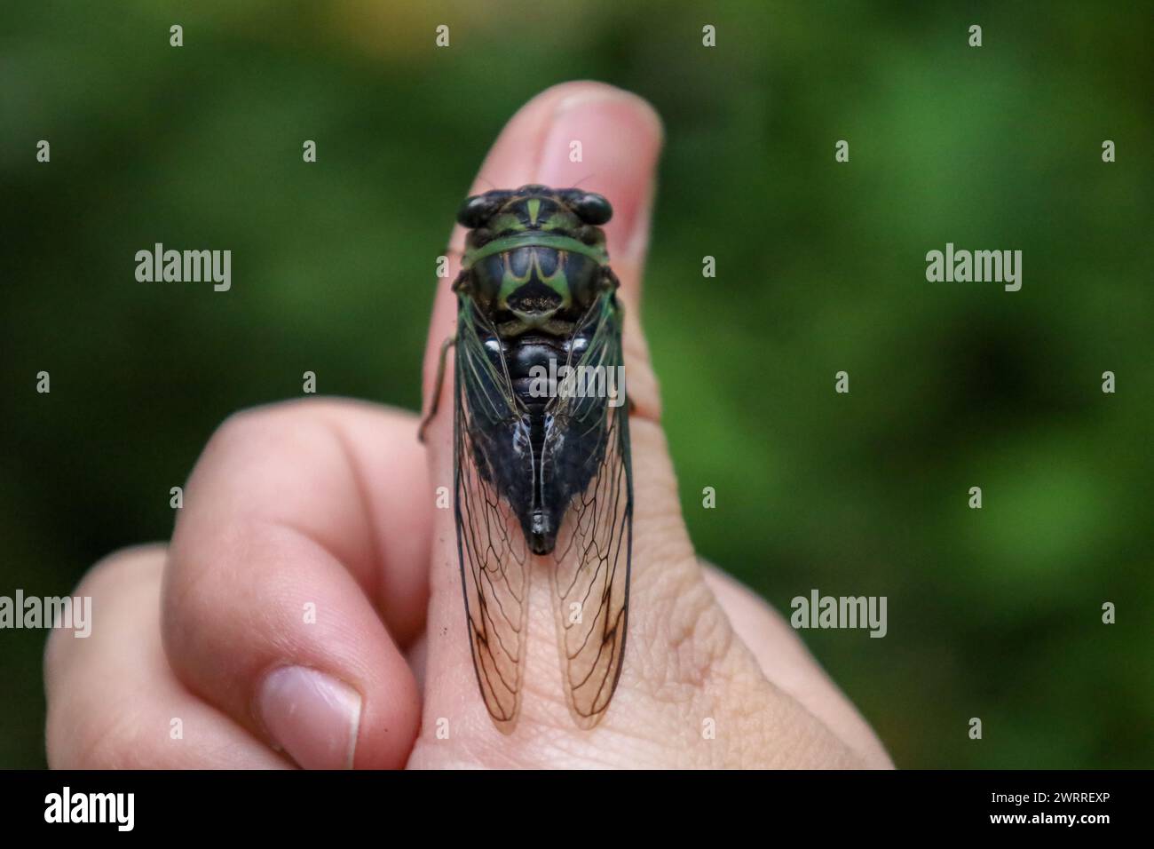 Una cicada dog-day al dito della persona Foto Stock