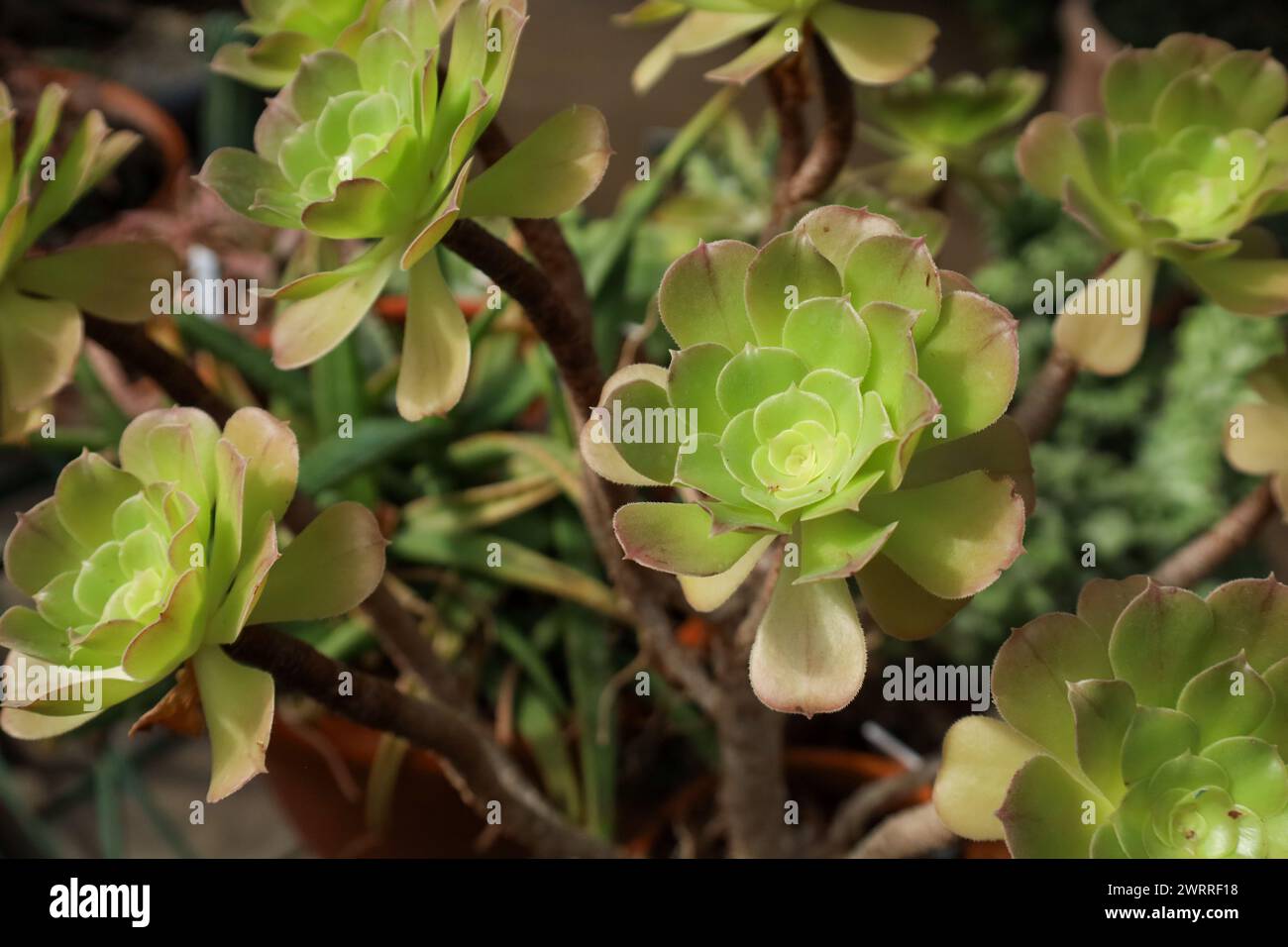 Un primo piano di un albero houseleek, Aeonium arboreum Foto Stock