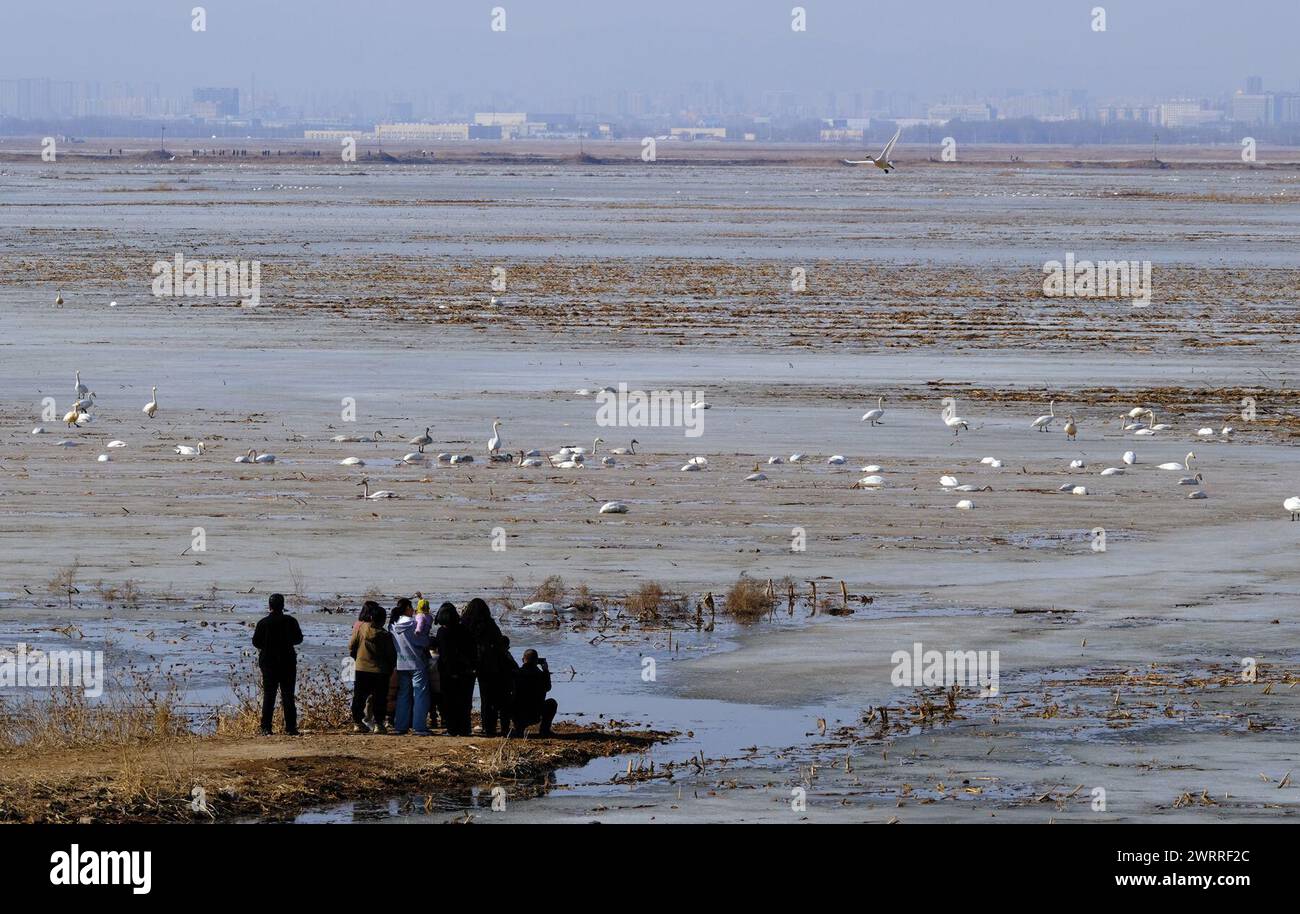 Hohhot. 13 marzo 2024. La gente guarda gli uccelli migranti in una banchina del fiume giallo ai piedi del monte Yinshan, nella regione autonoma della Mongolia interna della Cina settentrionale, 13 marzo 2024. Crediti: Jia Lijun/Xinhua/Alamy Live News Foto Stock