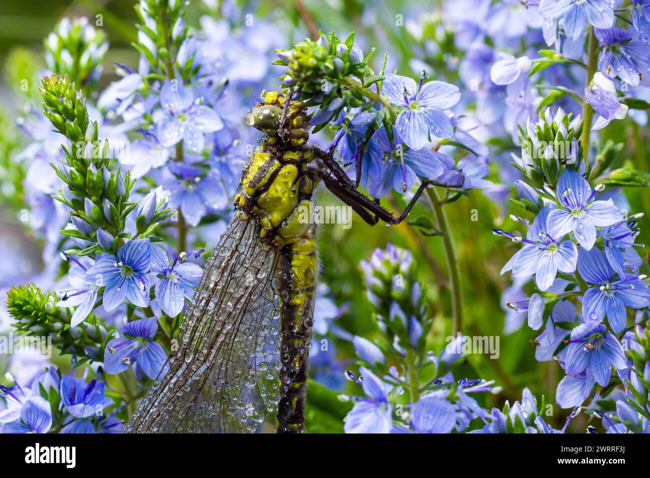 Dragonfly Gomphus vulgatissimus davanti al verde sfondo macro girato con rugiada. sulle ali. Fiori blu la mattina di una giornata estiva soleggiata. Foto Stock