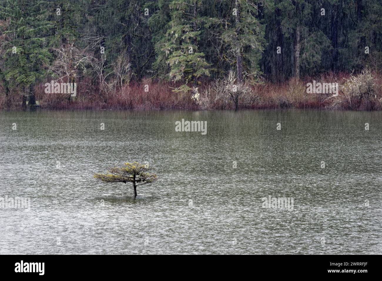 L'albero di Fairy Lake nella neve, Port Renfrew, Vancouver Island, BC Canada Foto Stock