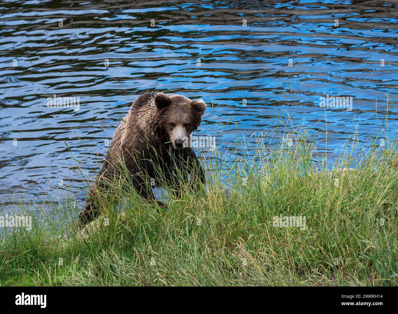 Björn esce dall'acqua Foto Stock