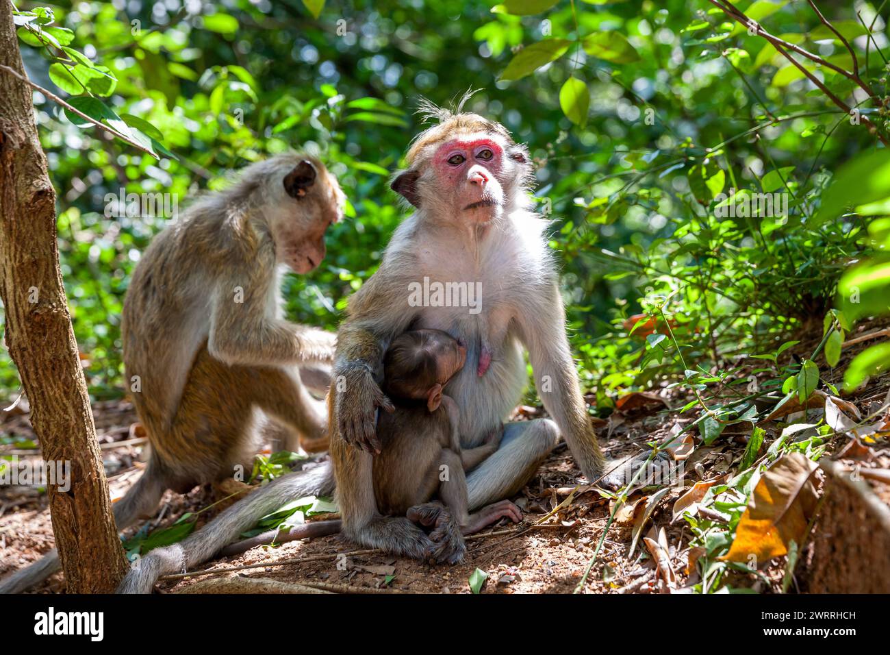 Sri Lanka, Dambulla, Tempio d'oro, Toque Macaque (Macaca sinica) Foto Stock