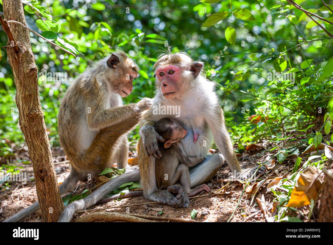 Sri Lanka, Dambulla, Tempio d'oro, Toque Macaque (Macaca sinica) Foto Stock