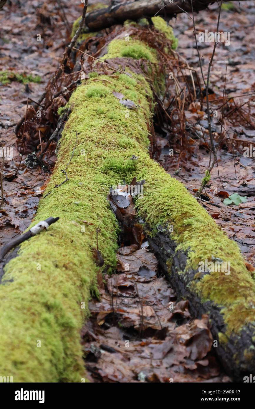Il diritto svedese di accesso pubblico alla natura consente a tutti di godere di questo ambiente incontaminato. Immagine perfetta per l'illustrazione ambientale con testo. Foto Stock