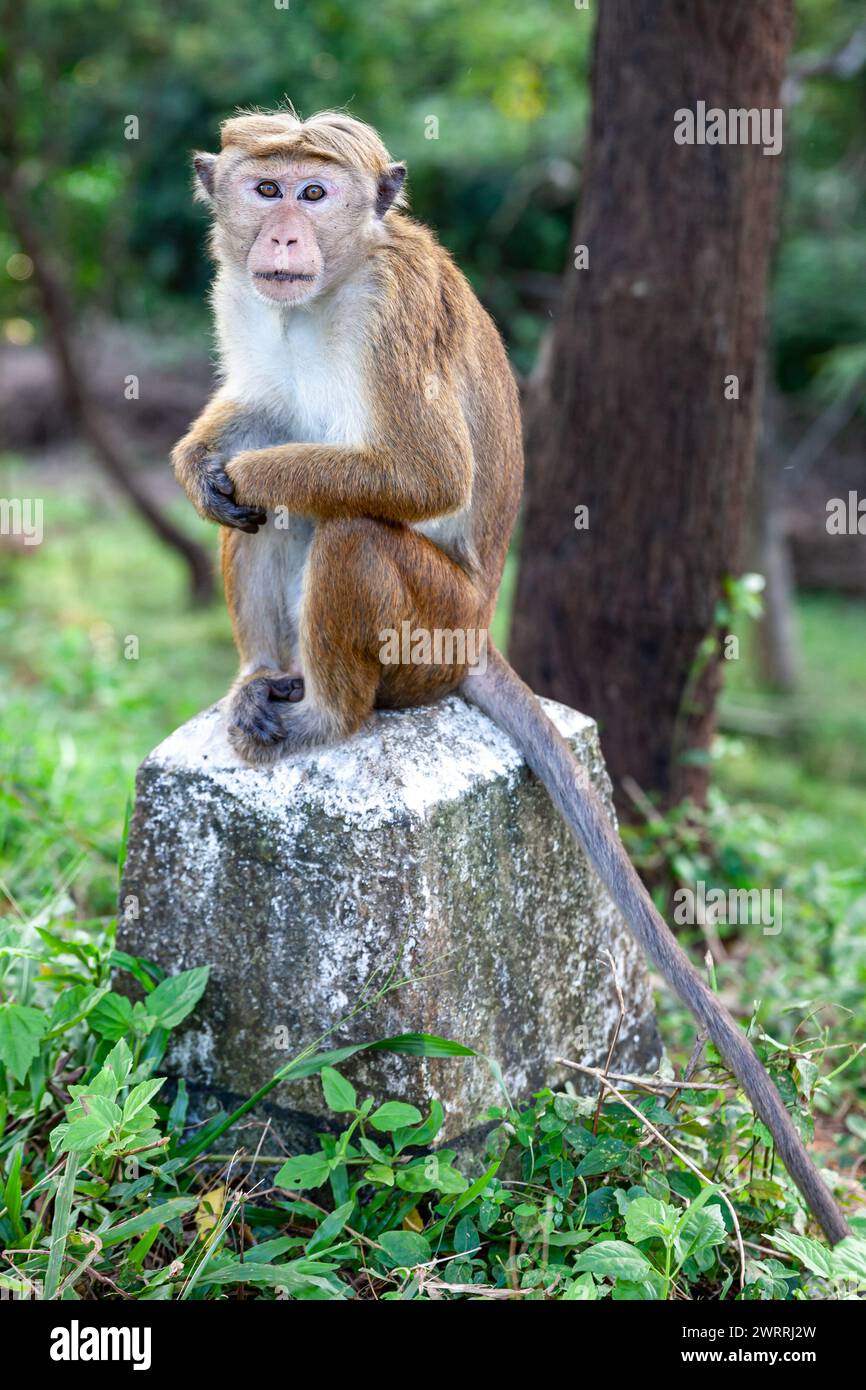 Sri Lanka, Sigiriya, Toque Macaque (Macaca sinica) Foto Stock