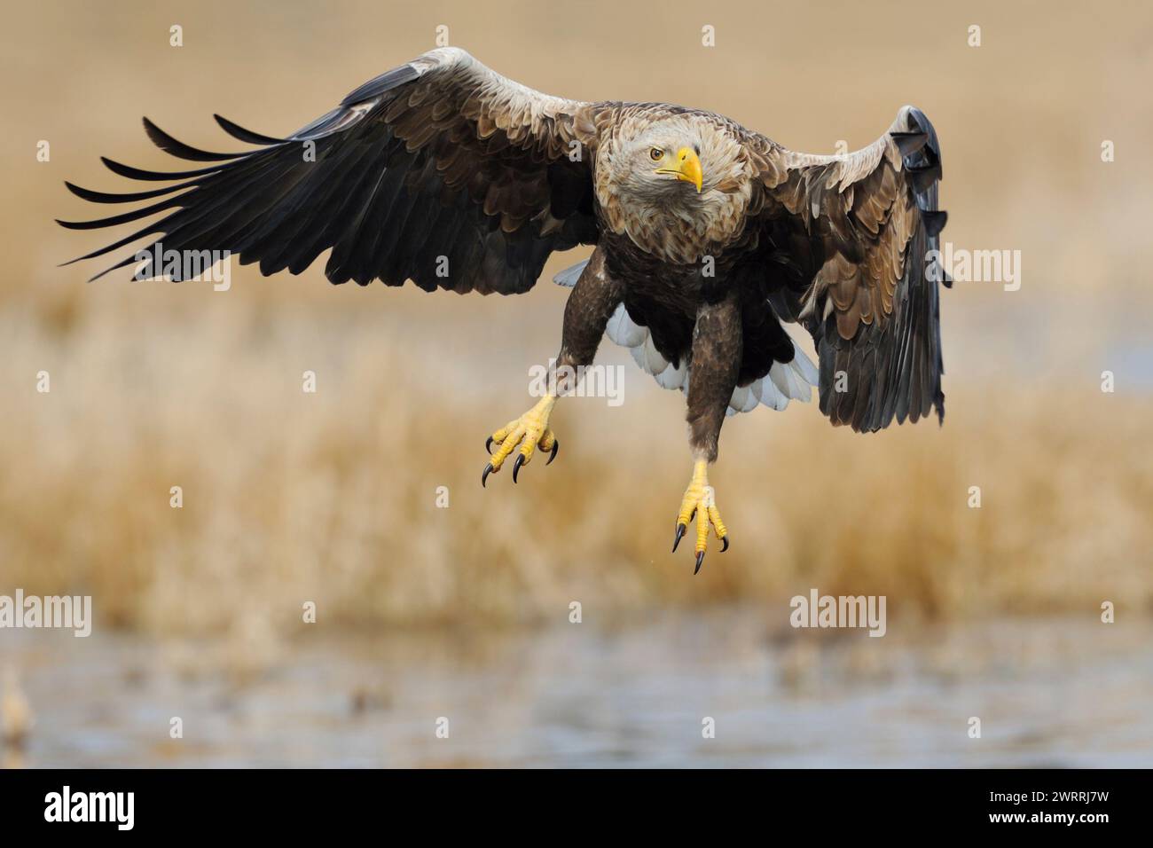 Aquila dalla coda bianca / aquila di mare ( Haliaeetus albicilla ), potente decollo, che diffonde le sue ali su terreni umidi circondati da canne dorate, fauna selvatica, E. Foto Stock