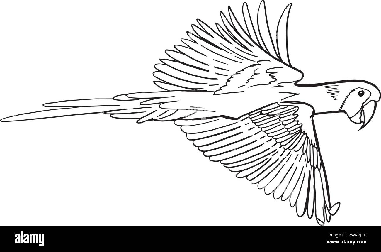 Pappagallo di Macaw in volo, disegnato a mano con incisioni, illustrazione vettoriale Illustrazione Vettoriale