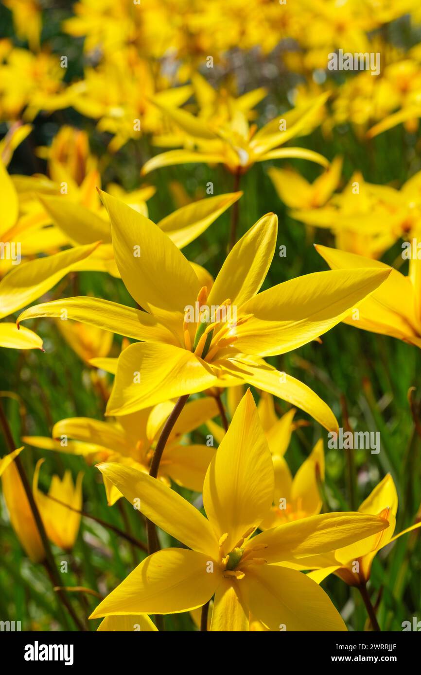 Southern Wild Tulip, tulipa Sylvestris SSP Australis, fiori gialli brillanti Foto Stock