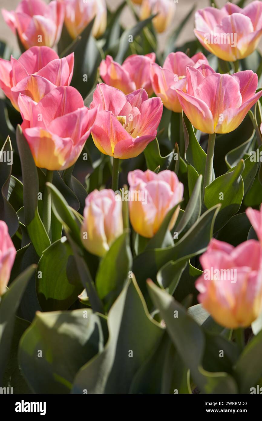 Tulip Tom Pouce fiori e campo alla luce del sole primaverile Foto Stock