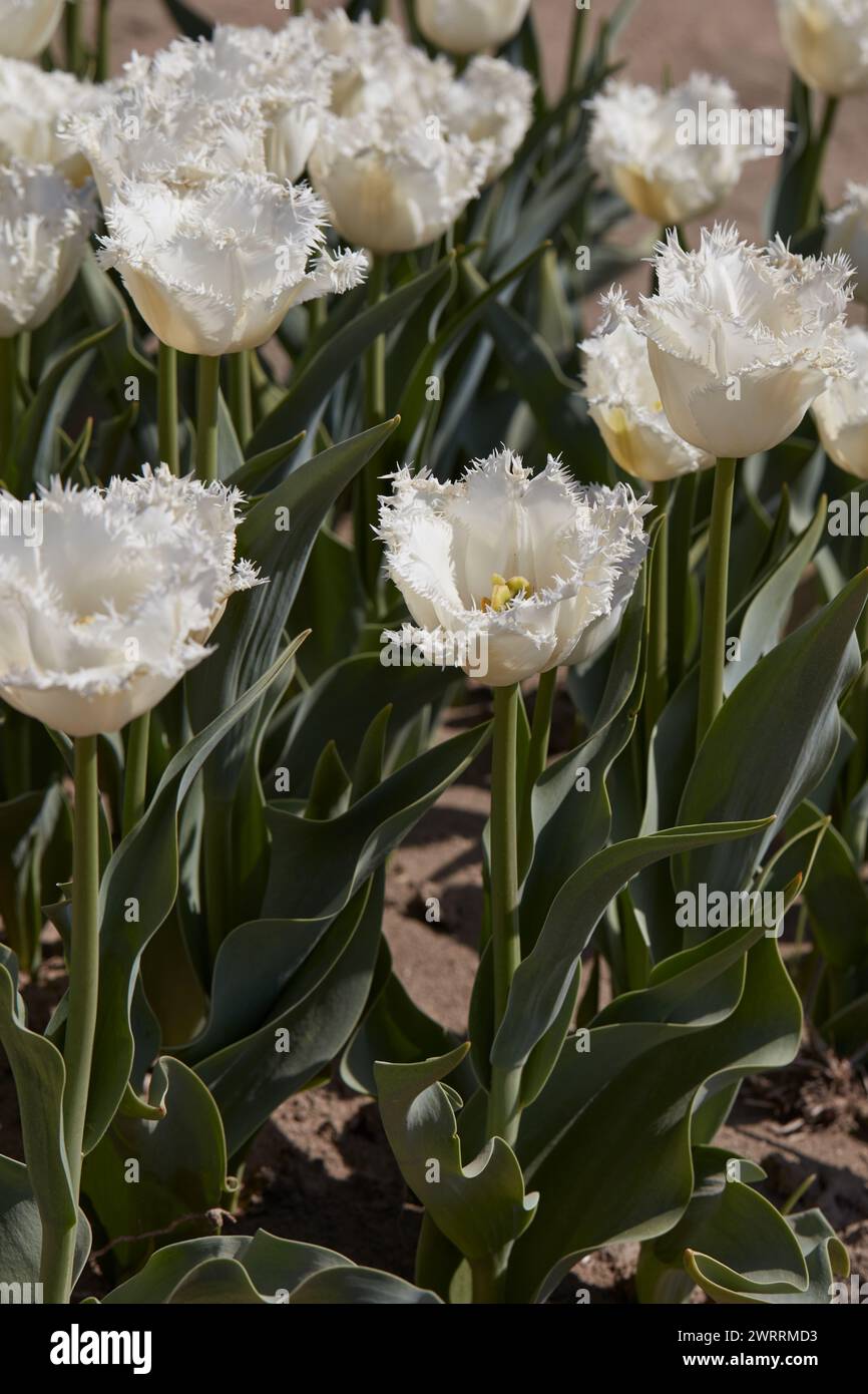 Tulip Honey Moon fiori con frange bianche e campo alla luce del sole primaverile Foto Stock