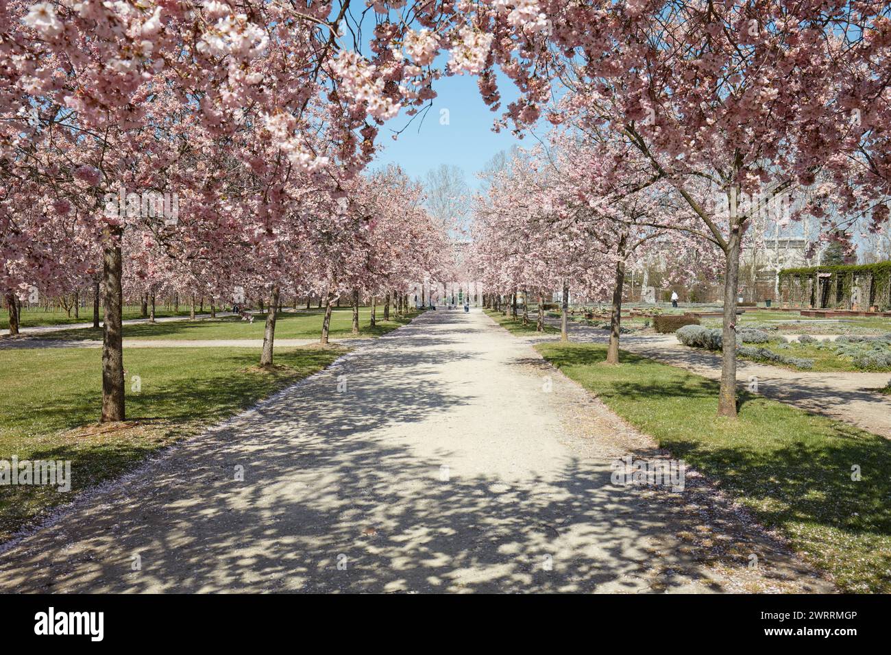 VENARIA REALE, ITALIA - 29 MARZO 2023: Fioritura di ciliegio con fiore rosa nel parco della Reggia di Venaria alla luce del sole primaverile Foto Stock