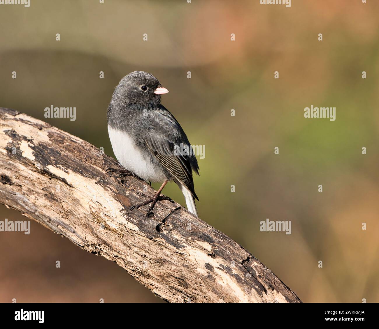 Uno Junco dagli occhi scuri arroccato su un albero a dover, Tennessee Foto Stock