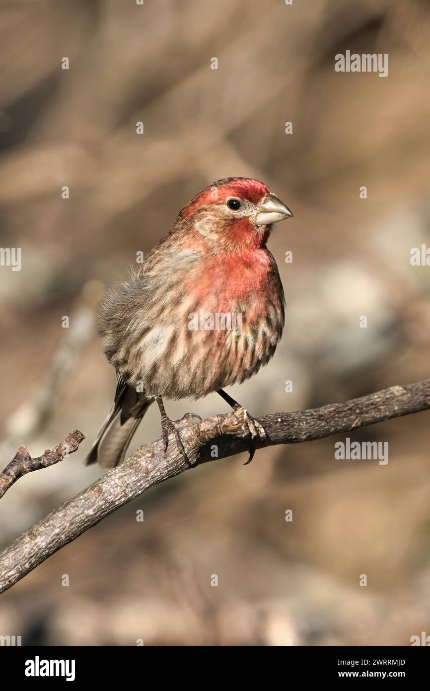 Un maschio House Finch arroccato su una filiale a dover, Tennessee Foto Stock