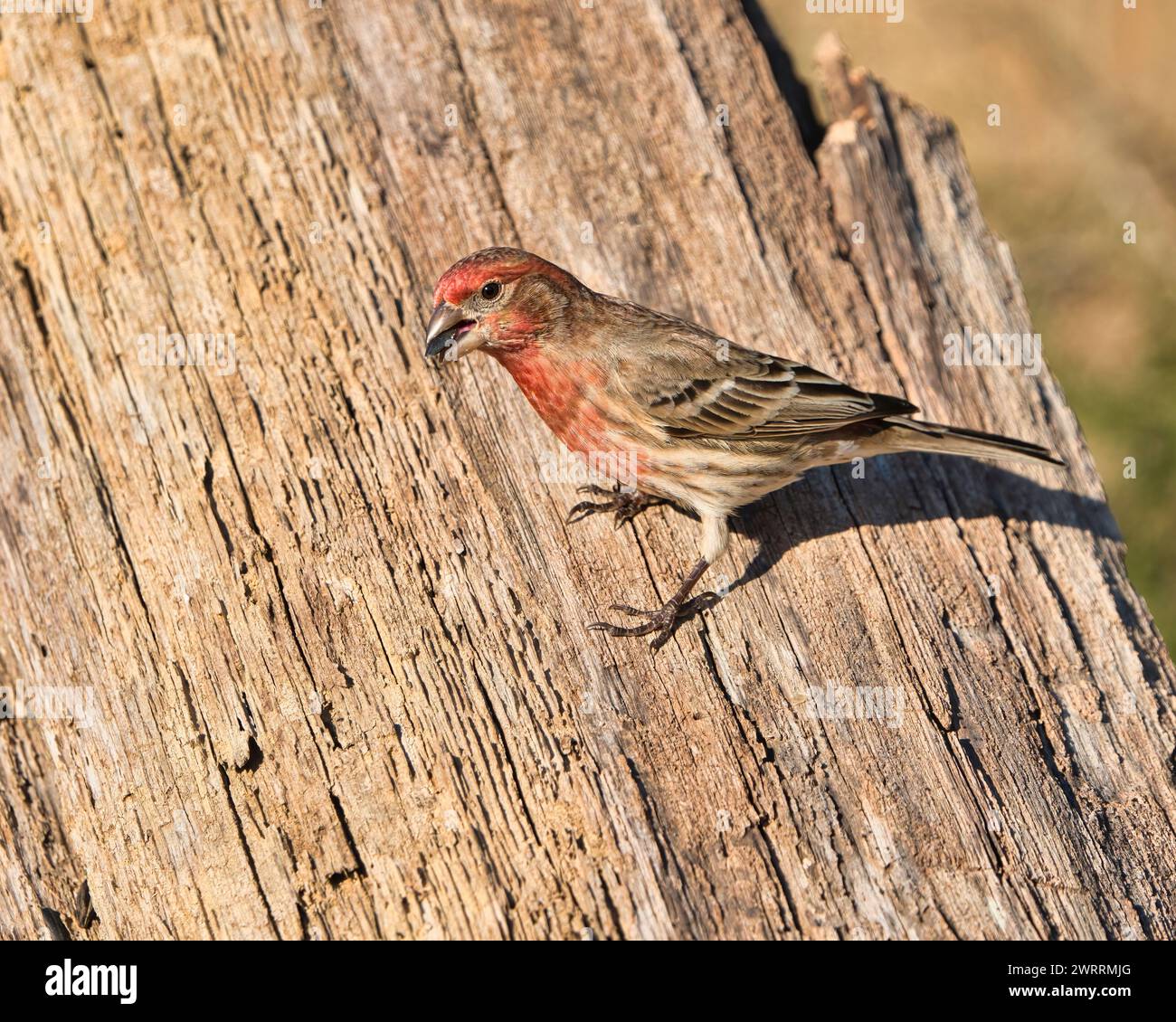 Un maschio di House Finch che si nutre di semi di girasole a dover, Tennessee Foto Stock
