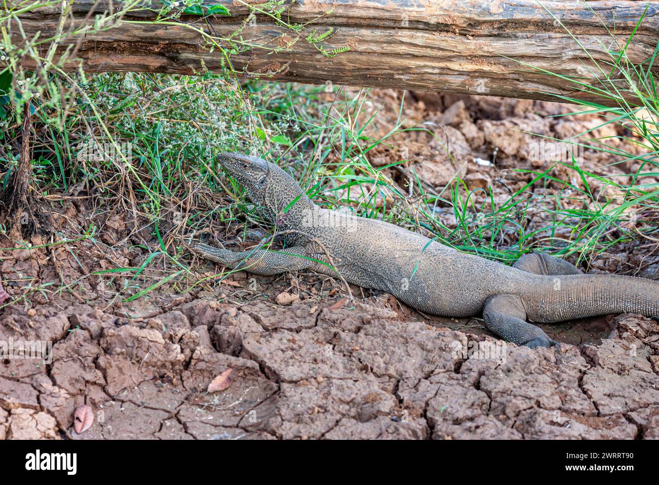 Sri Lanka, Parco Nazionale di Uda Walawe, Asiatico di Lizard (Varanus salvator) Foto Stock