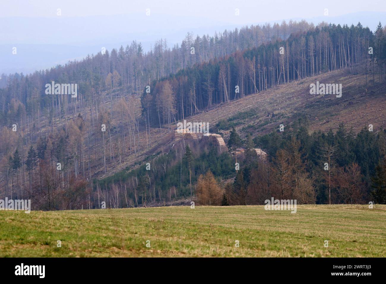 Thueringer Wald 10.03.2024, Herschdorf, Stadt Grossbreitenbach, der Thueringer Wald Hat sehr gelitten, viele Baeume wurden gefaellt, die dem Borkenkaefer und der Trockenheit zum Opfer gefallen sind - das Holz / die Baumstaemme liegen gestapelt auf dem Waldboden ***** Turingian Forest, Herssenschdorf 10.03.2024, città di Grossbreitenbach, la foresta della Turingia ha sofferto molto, sono stati abbattuti molti alberi, vittime del coleottero della corteccia e della siccità, del bosco che i tronchi degli alberi si trovano impilati sul fondo della foresta Foto Stock