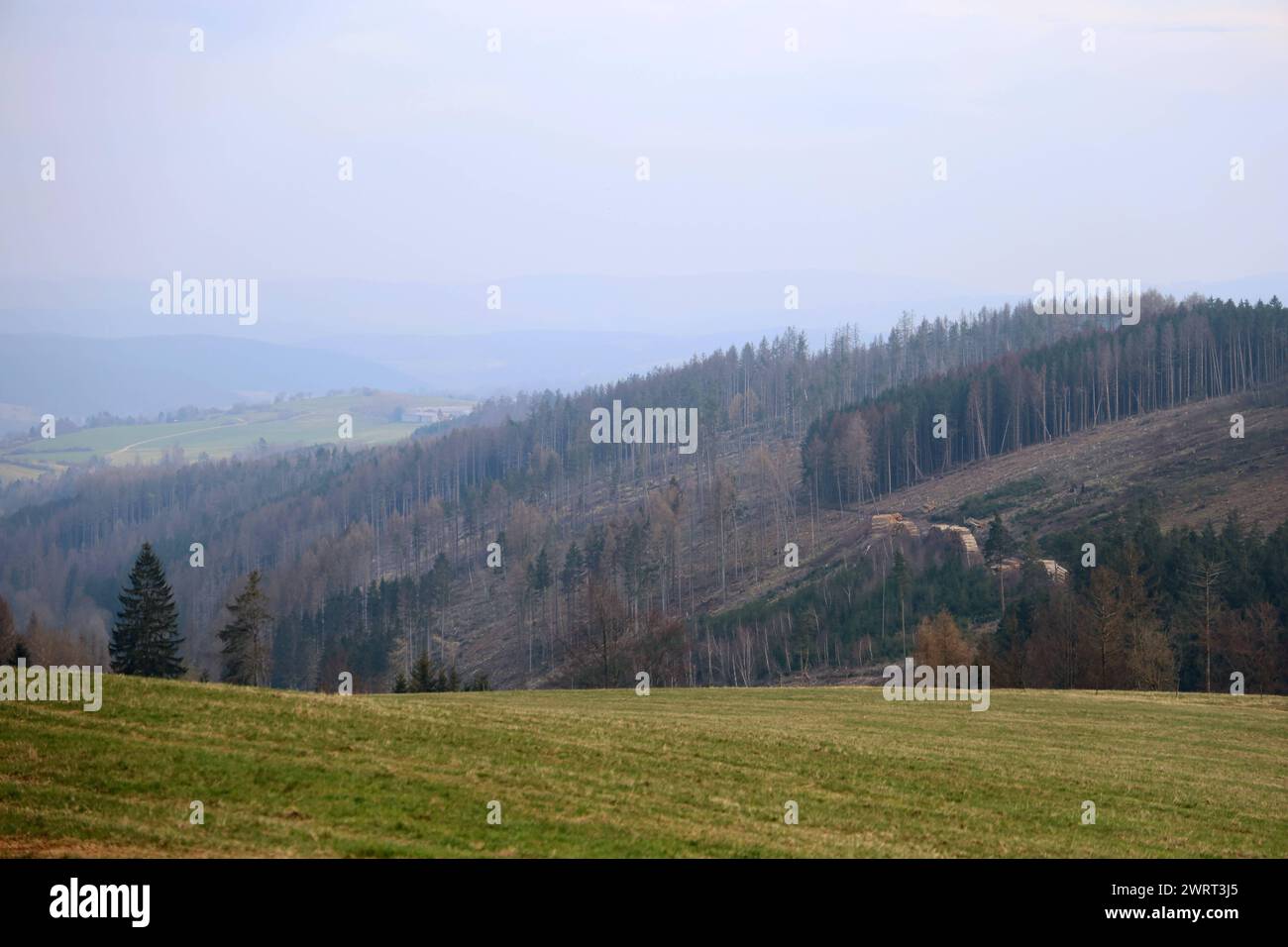 Thueringer Wald 10.03.2024, Herschdorf, Stadt Grossbreitenbach, der Thueringer Wald Hat sehr gelitten, viele Baeume wurden gefaellt, die dem Borkenkaefer und der Trockenheit zum Opfer gefallen sind - das Holz / die Baumstaemme liegen gestapelt auf dem Waldboden ***** Turingian Forest, Herssenschdorf 10.03.2024, città di Grossbreitenbach, la foresta della Turingia ha sofferto molto, sono stati abbattuti molti alberi, vittime del coleottero della corteccia e della siccità, del bosco che i tronchi degli alberi si trovano impilati sul fondo della foresta Foto Stock