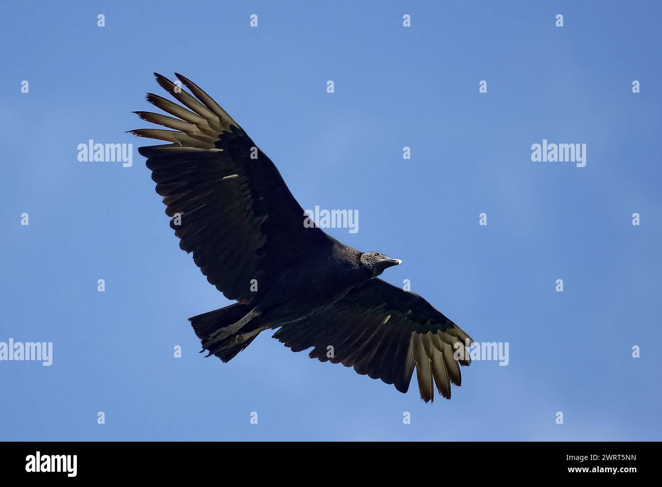 Avvoltoio nero (Coragyps atratus) in volo con il cielo blu sullo sfondo Foto Stock