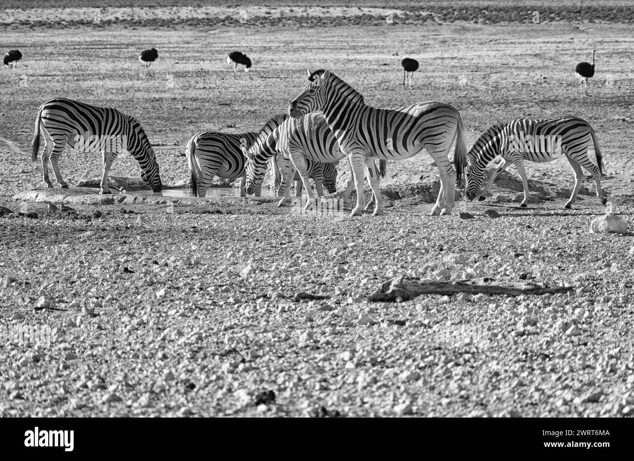 Branco di zebre e struzzi vicino a un pozzo d'acqua nell'Etosha NP, Namibia, in bianco e nero Foto Stock