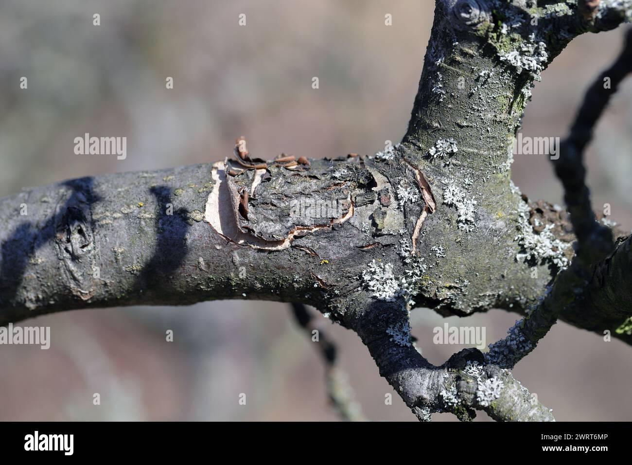 Ramo di mela con craccato, che cade. Sintomi di malattia o scottature. Foto Stock