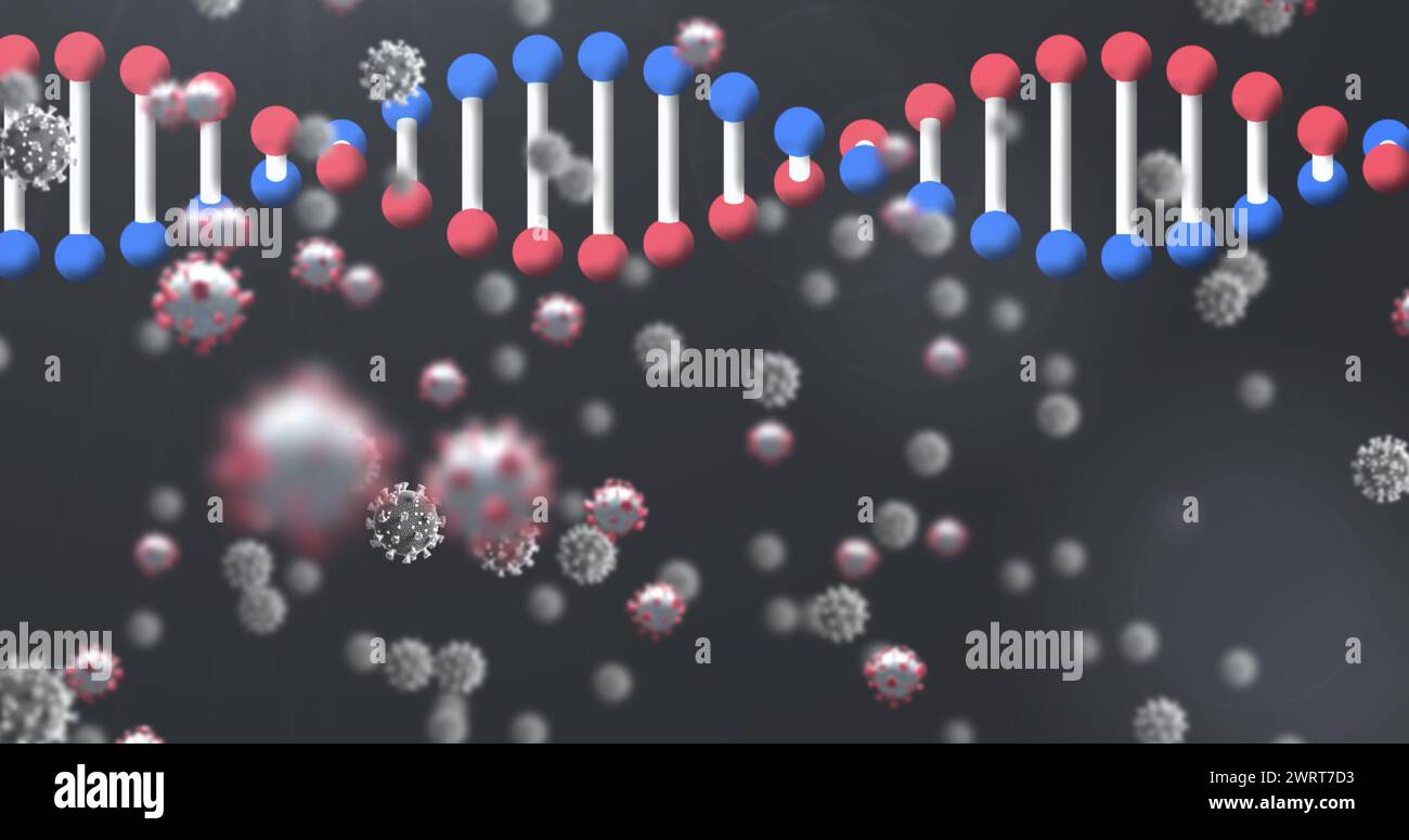 Immagine del filamento di DNA 3d che gira con cellule del coronavirus Covid 19 che fluttuano su sfondo nero Foto Stock