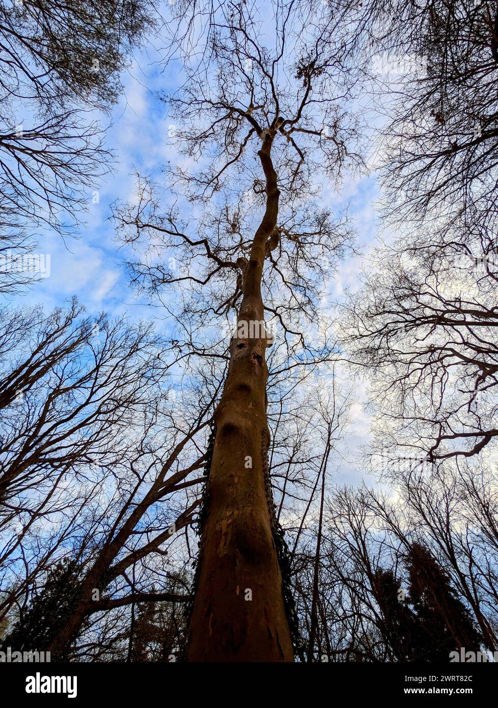 Un albero di sequoia all'alba, Sequoiadendron giganteum all'inizio di marzo a Szarvas Arboretum, Ungheria Foto Stock
