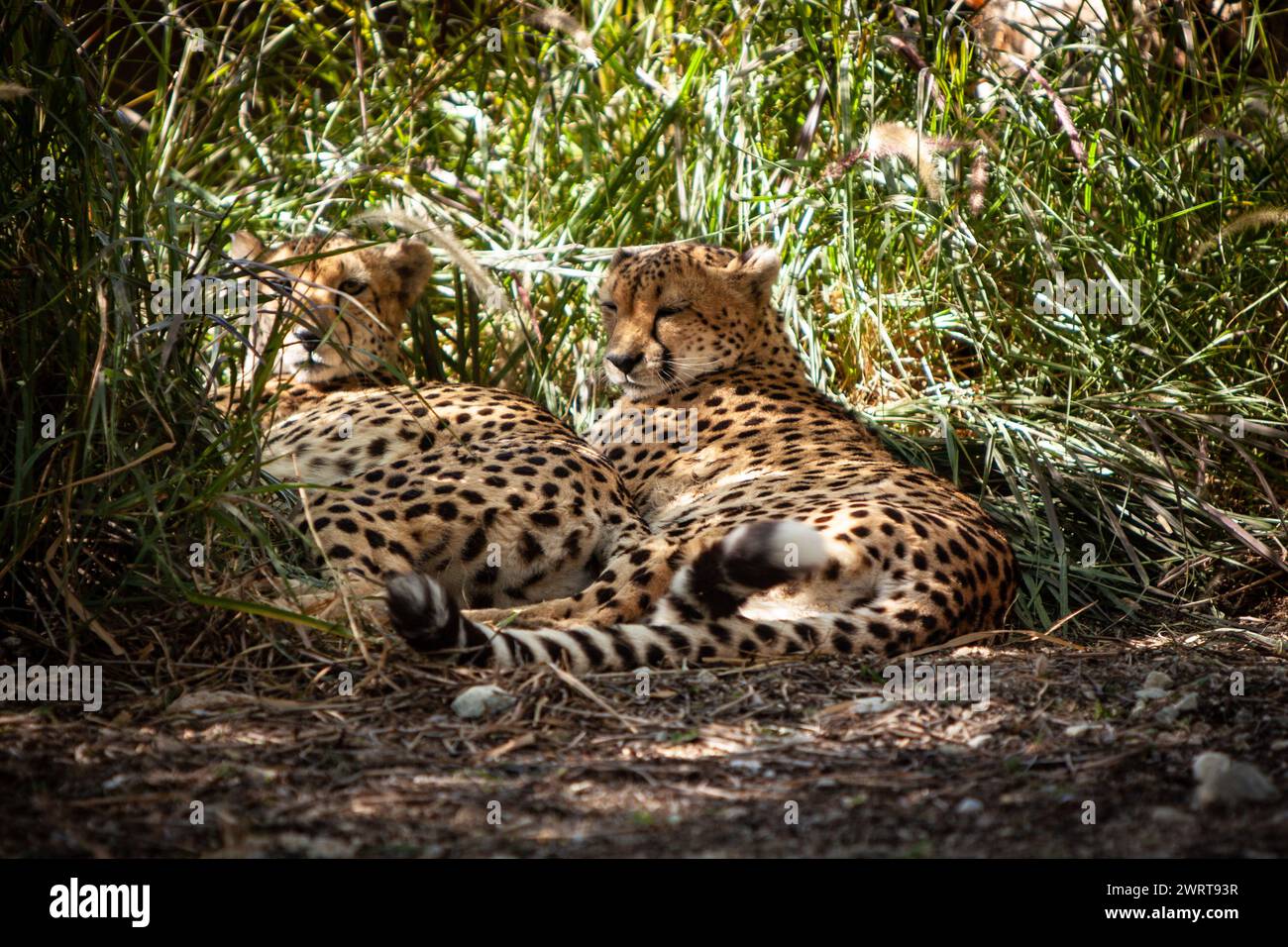 Un paio di Cheetah che si rilassano insieme Foto Stock