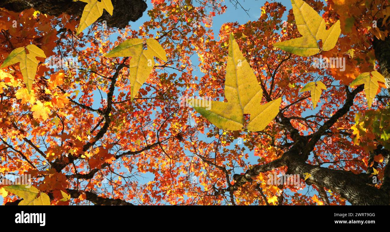 Immagine di foglie autunnali che cadono contro una vista ad angolo basso degli alberi e del cielo blu Foto Stock