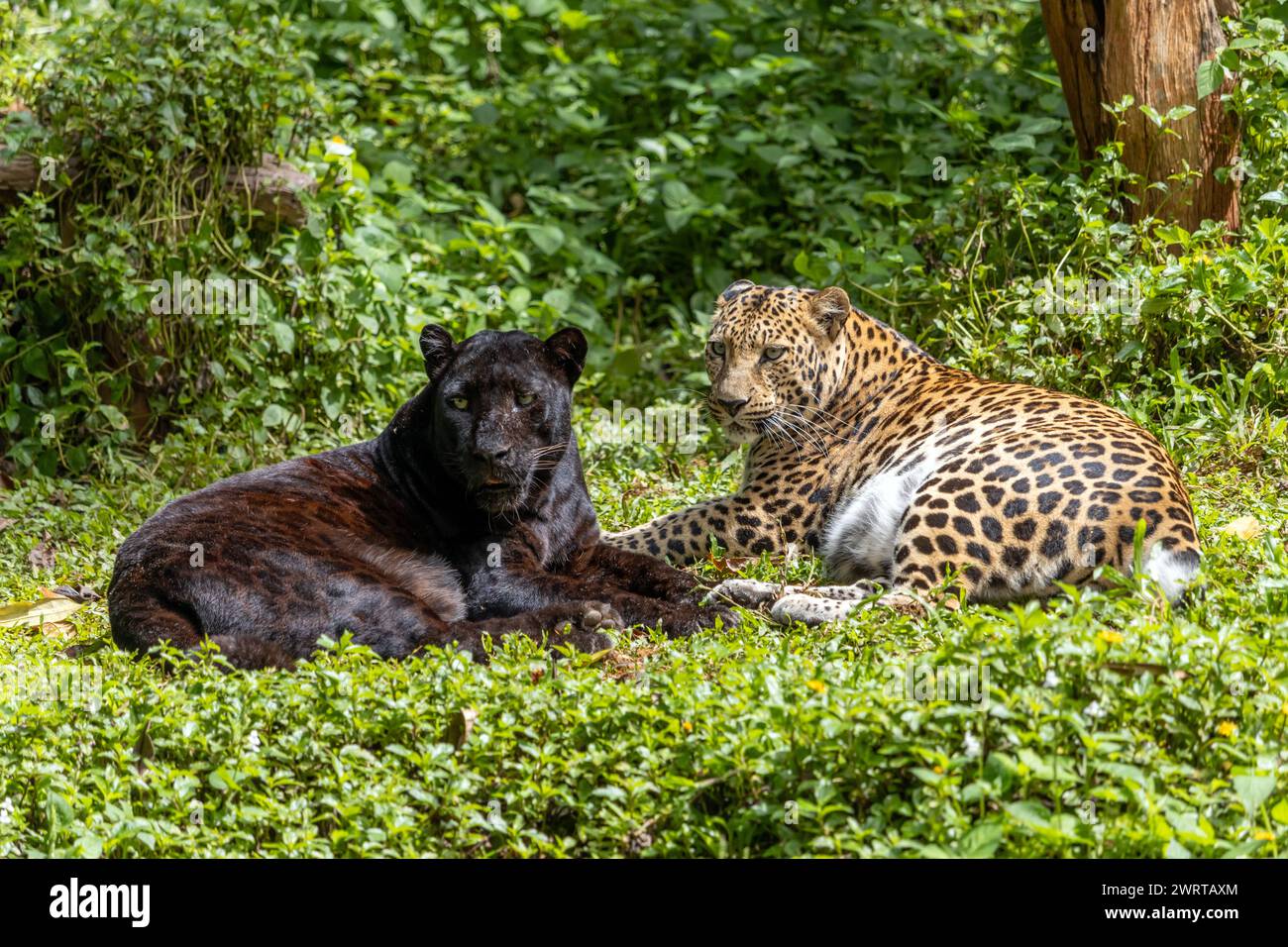 Leopardo nero indocinese con leopardo maculato (Panthera pardus delacouri) che giacciono insieme nella natura tropicale Foto Stock