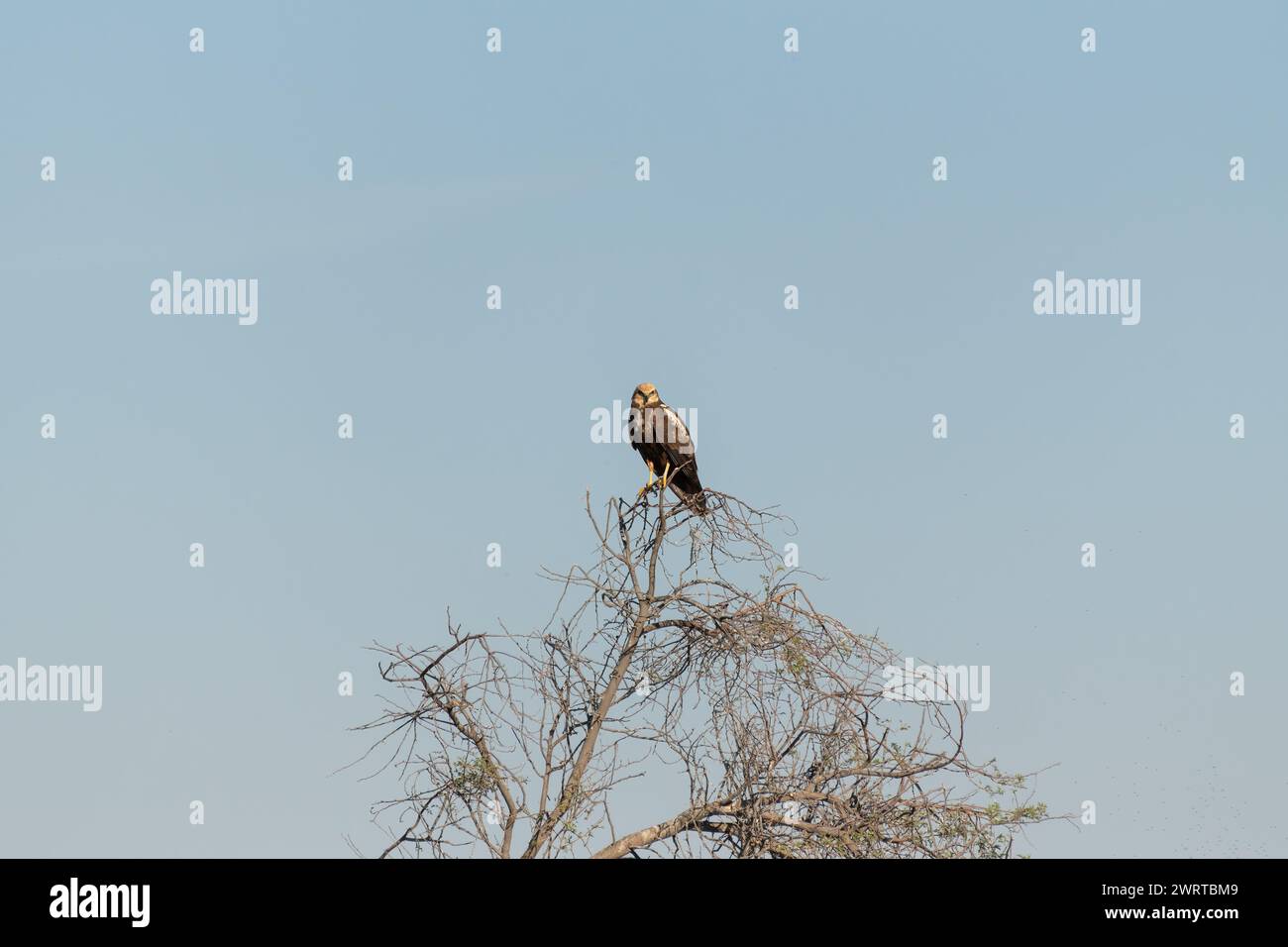 Un'isolata palude occidentale (circo aeruginosus) arroccata sulla cima di un albero e guardando direttamente la telecamera della riserva di conservazione del deserto di al Marmoom Foto Stock