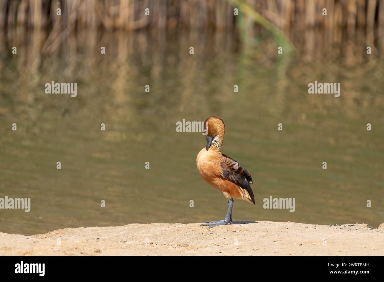 Ritratto di un'anatra balbuziente Fulva (dendrocygna bicolor) che si profila sulle rive sabbiose del lago al Qudra a Dubai, Emirati Arabi Uniti Foto Stock