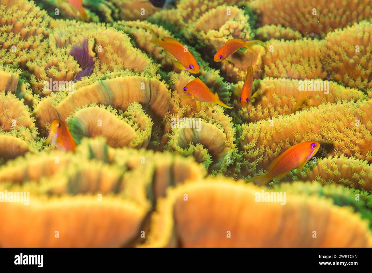 Pesci di Anthias che nuotano sui coralli di Turbinaria Foto Stock