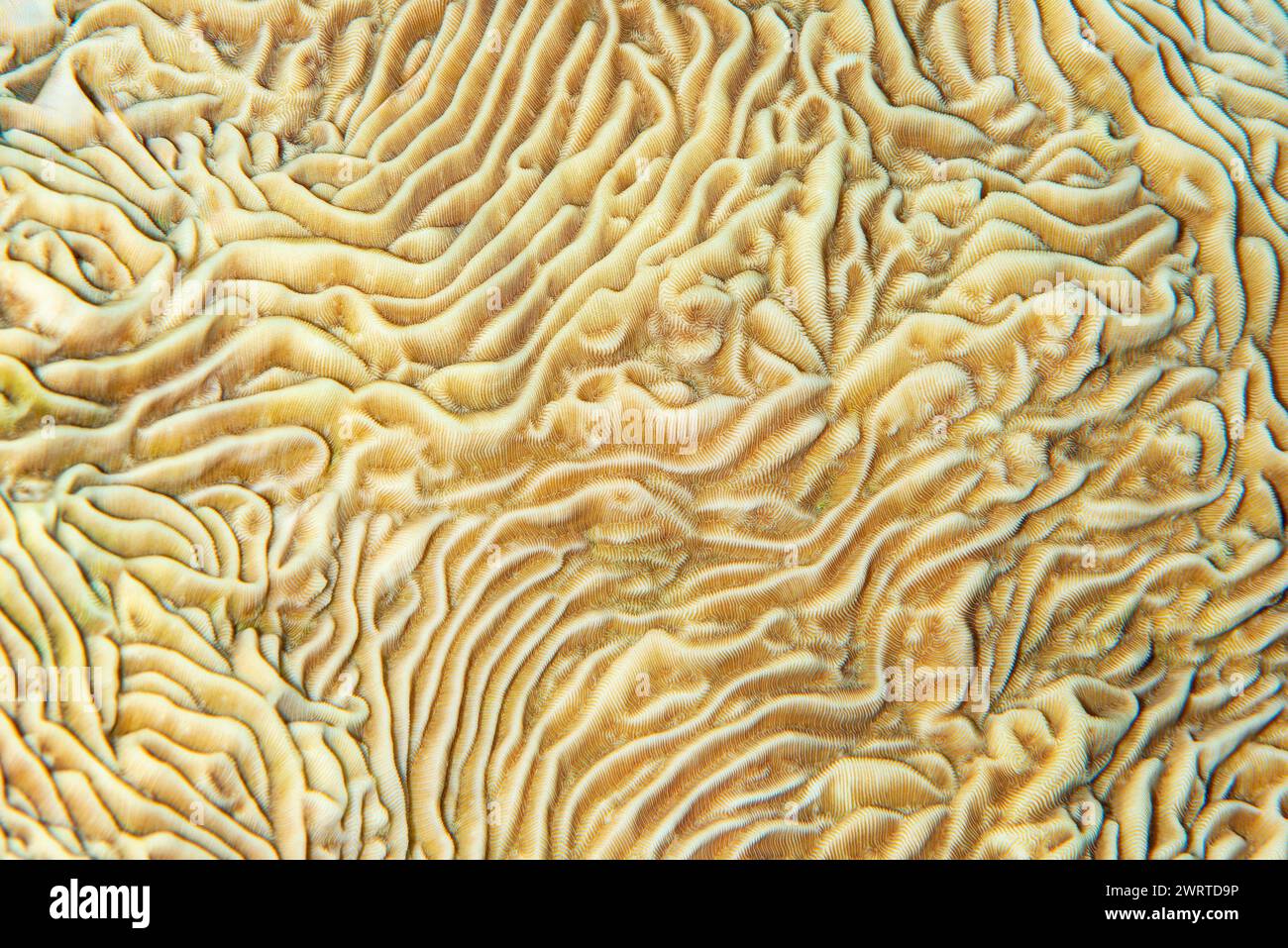 Primo piano di Pachyseris Coral texture nel Mar Rosso, Egitto Foto Stock