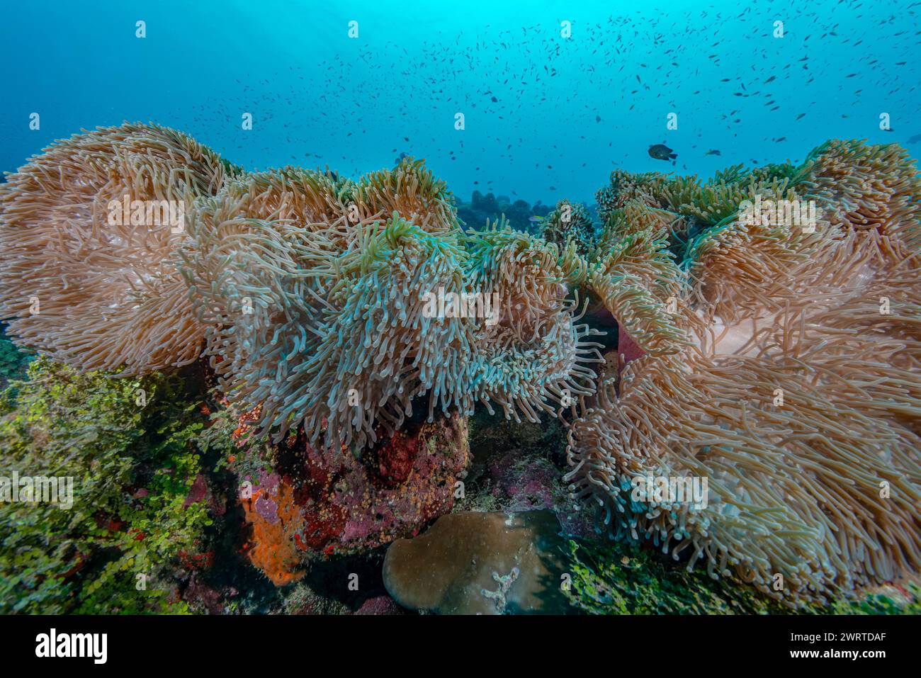 Vivace mondo sottomarino: Anemoni a Fuvahmulah Foto Stock
