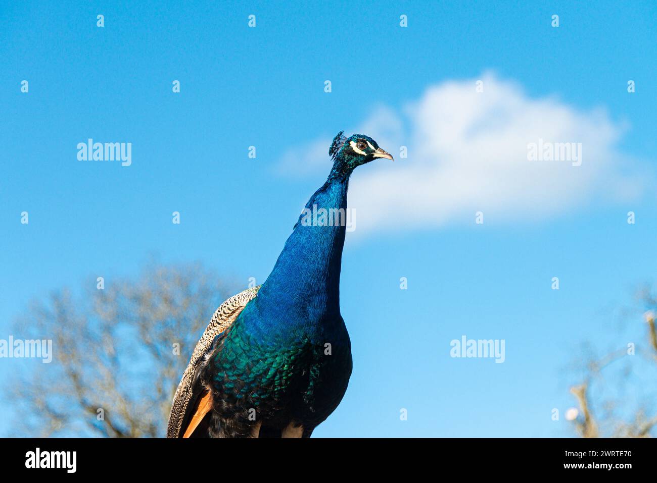 Indian peacock (Pavo cristatus) Foto Stock