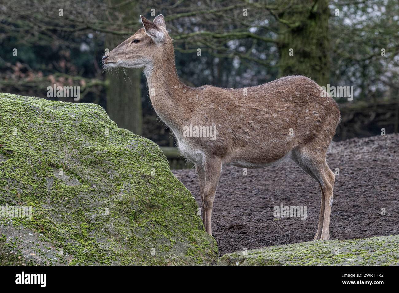 Cervo vietnamita sika (Cervus nippon pseudaxis), zoo Nordhorn, bassa Sassonia, Germania Foto Stock