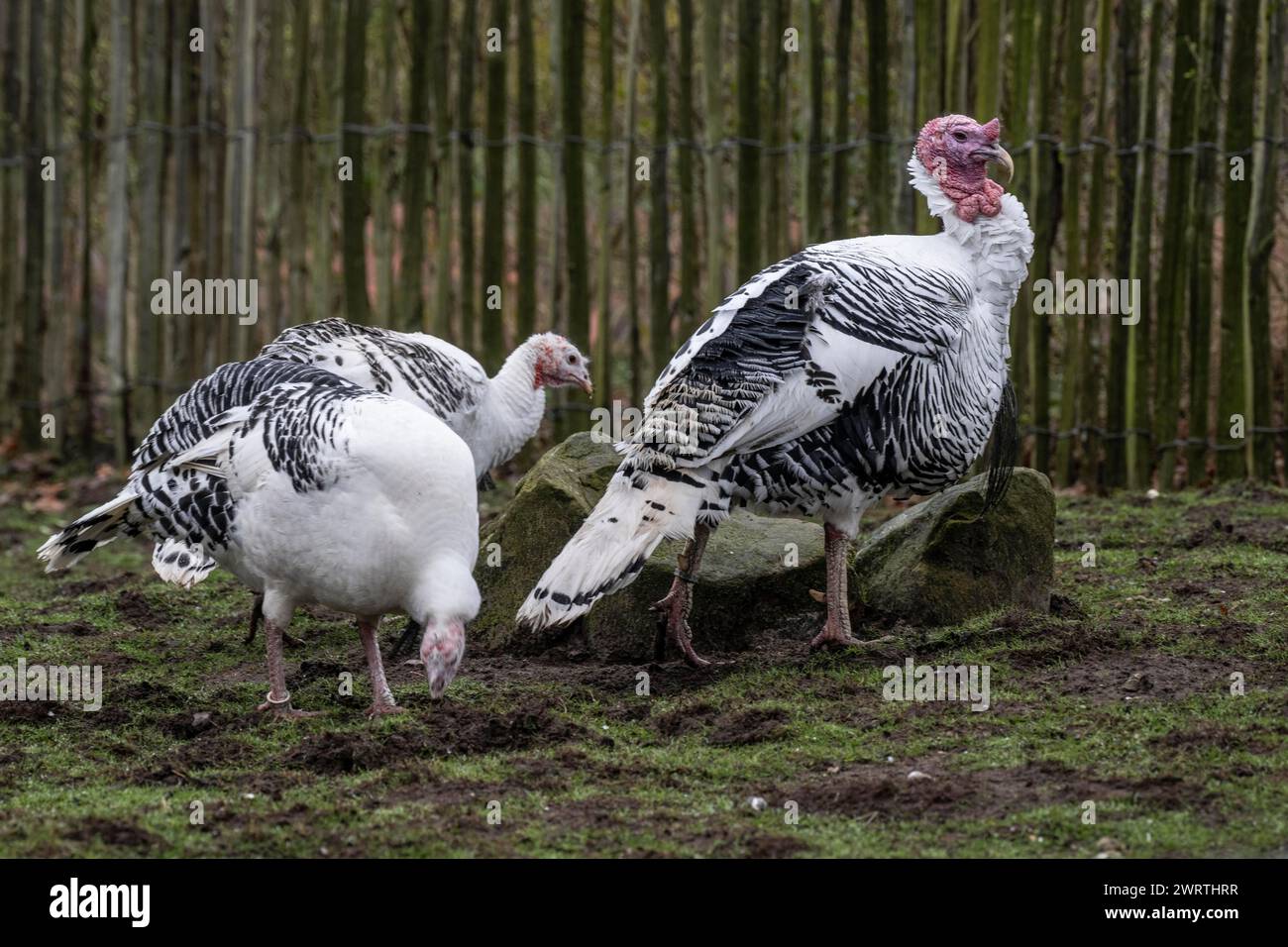 Tacchini di Croellwitz (Meleagris gallopavo F. domestica), Tierpark Nordhorn, bassa Sassonia, Germania Foto Stock