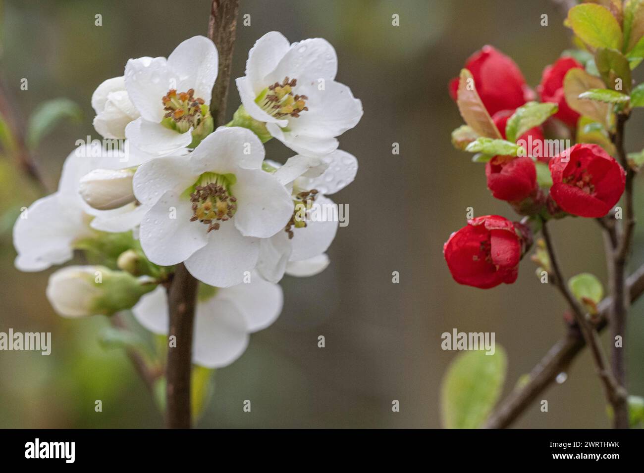 Cotogna ornamentale giapponese (Chaenomeles japonica), forma bianca, Nordhorn Zoo, bassa Sassonia, Germania Foto Stock