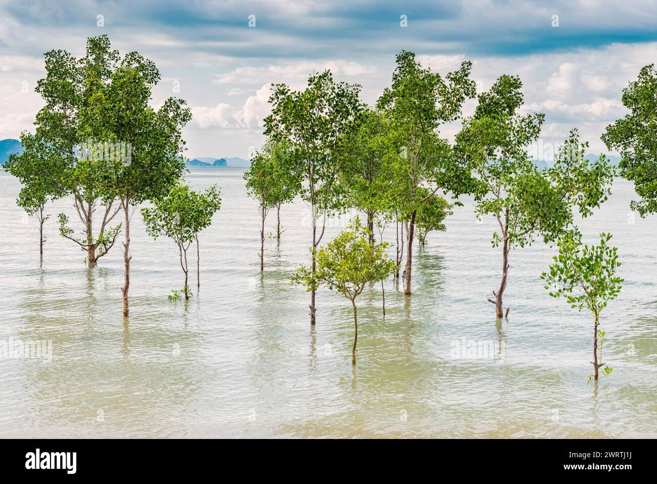 Alberi nell'acqua su un tratto di spiaggia allagato sull'isola di Koh Yao noi, livello dell'acqua, cambiamenti climatici, scenari, condizioni meteorologiche, condizioni meteorologiche estreme Foto Stock