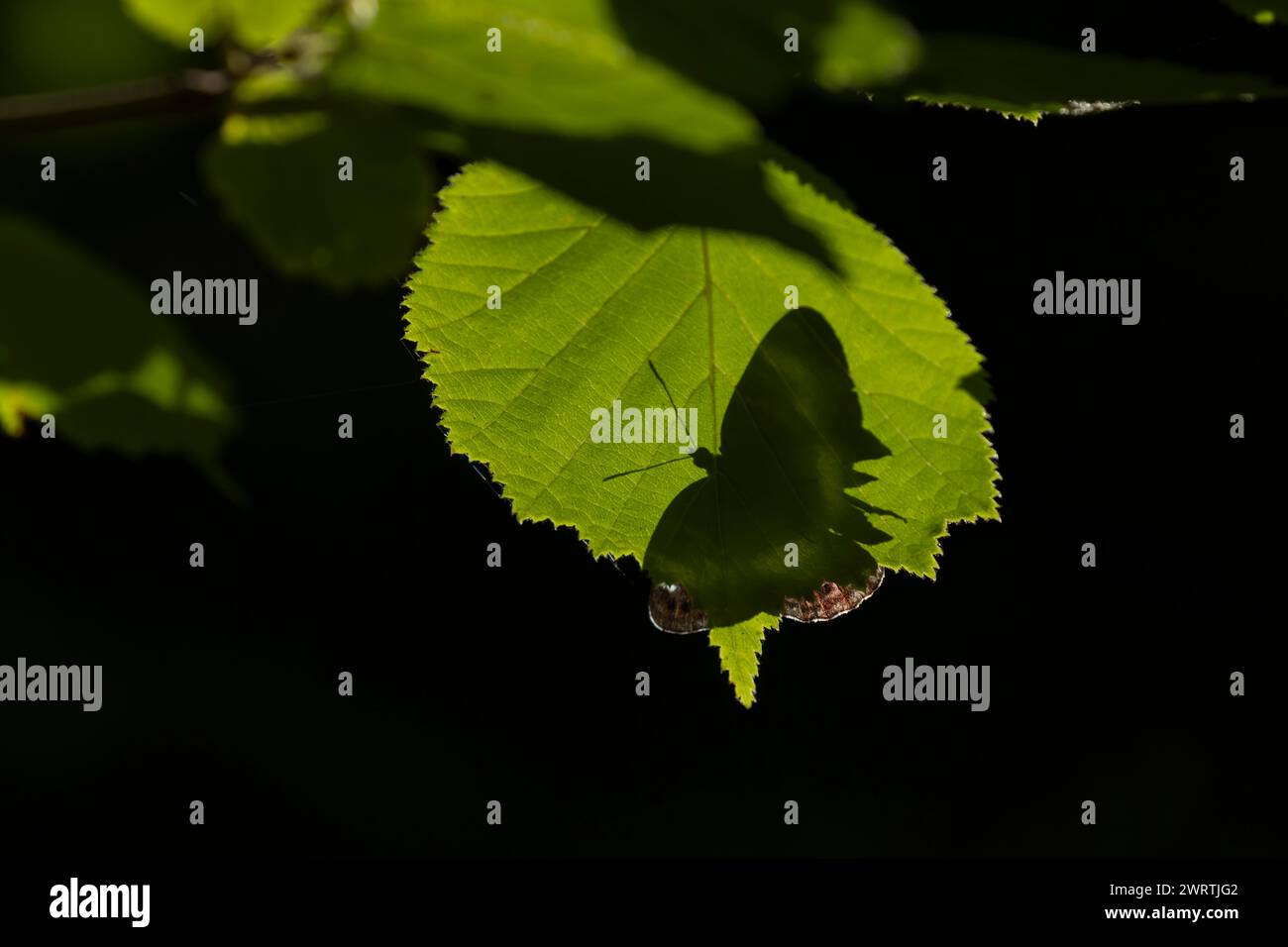 Farfalla dell'ammiraglio bianco (Limenitis camilla) appoggiata su una foglia di Hazel, silhouette da sotto, Suffolk, Inghilterra, Regno Unito Foto Stock