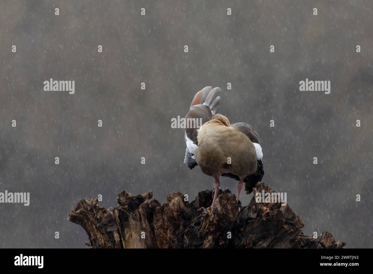 Oca egiziana (Alopochen aegyptiaca) uccello adulto che si prepara su un ceppo d'albero durante una tempesta di pioggia, Suffolk, Inghilterra, Regno Unito Foto Stock