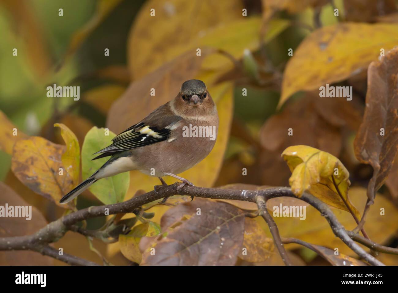 Zaffinch europeo (Fringilla coelebs) uccello maschio adulto tra le foglie autunnali di un albero di Magnolia da giardino, Inghilterra, Regno Unito Foto Stock