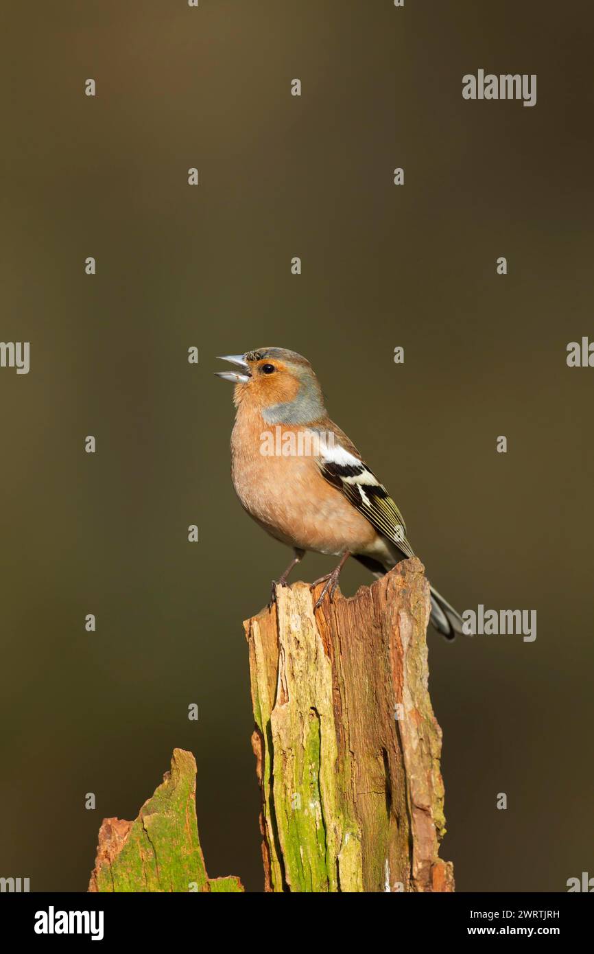 Zaffinch europeo (Fringilla coelebs) uccello maschio adulto che canta su un ceppo d'albero, Inghilterra, Regno Unito Foto Stock
