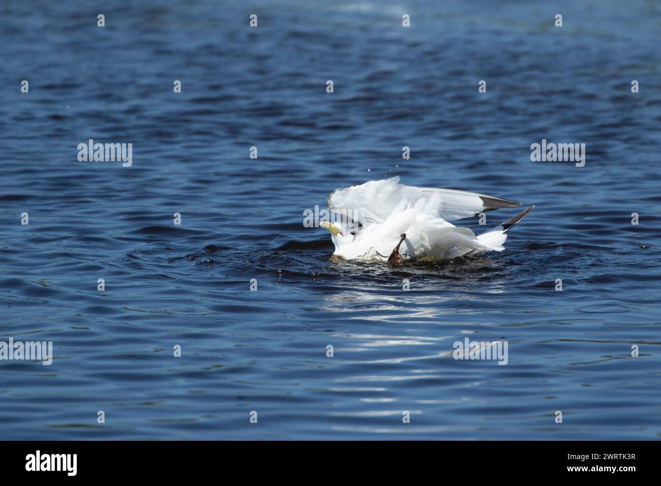 Kittiwake (Rissa tridactyla) uccello adulto che fa il bagno in una piscina poco profonda, Skomer Island, Galles, Regno Unito Foto Stock