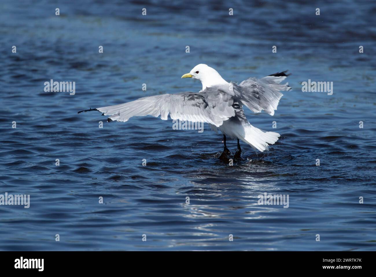 Kittiwake (Rissa tridactyla) uccello adulto che fa il bagno in una piscina poco profonda, Skomer Island, Galles, Regno Unito Foto Stock