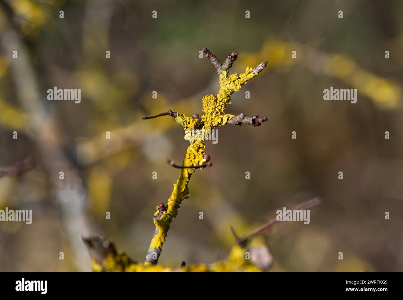 Comune lichene arancione (Xanthoria parietina) Foto Stock