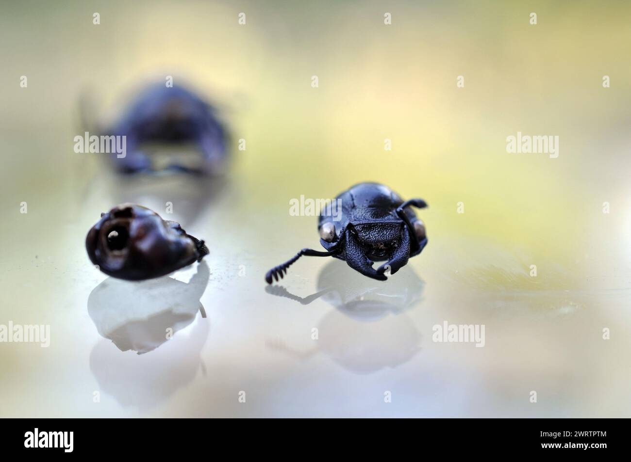 Tre pezzi di coleottero nero stesi su un tavolo di vetro Foto Stock