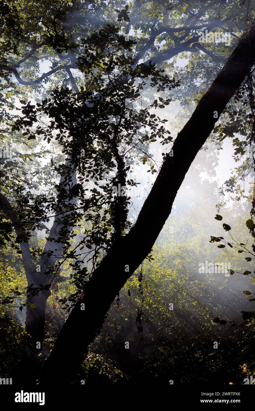 Luce del sole attraverso il fumo in un ambiente boscoso Foto Stock