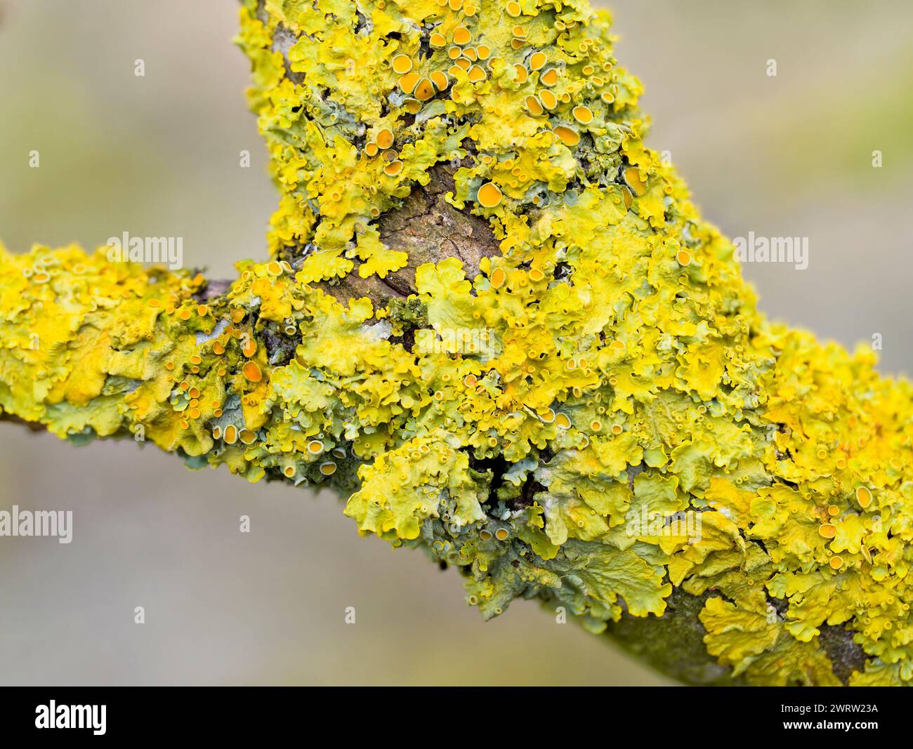 Maritime Sunburst lichen (Xanthoria parietina), noto anche come Orange Lichen o Yellow Scale, che copre una filiale nel Lancashire, Regno Unito Foto Stock